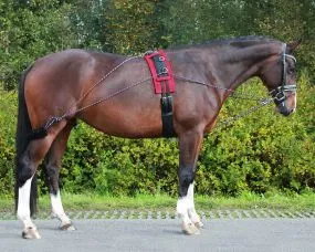 QHP Lungeing system